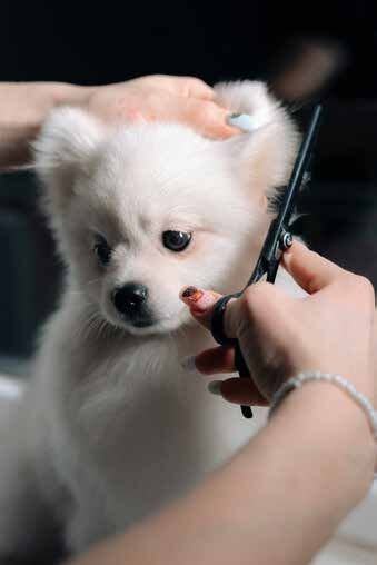Pomerania recién bañado y peinado