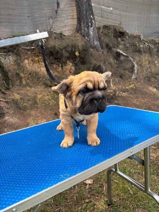 Shar pei durante un baño especial